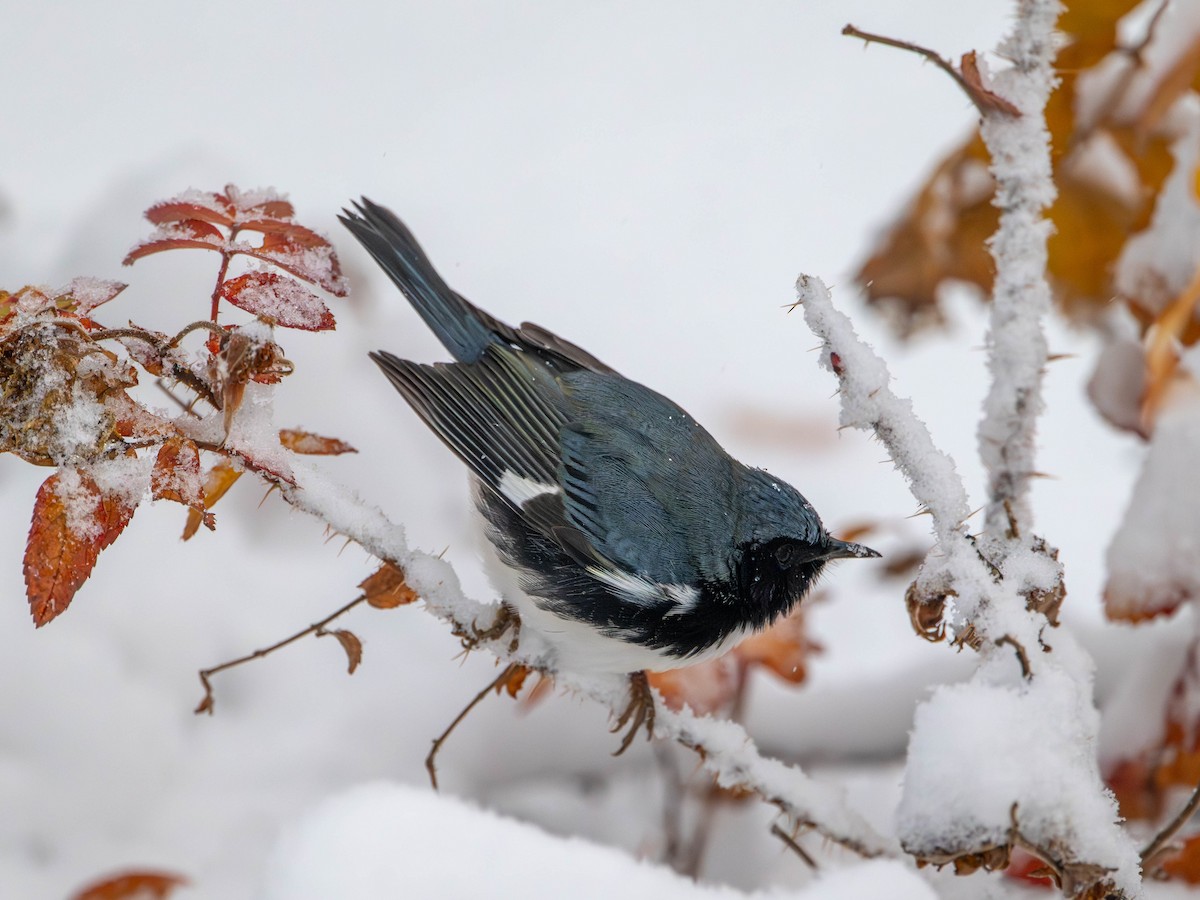 Black-throated Blue Warbler - ML644991941