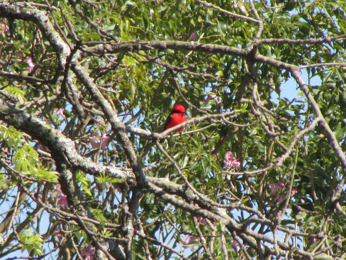 Vermilion Flycatcher - ML644991944
