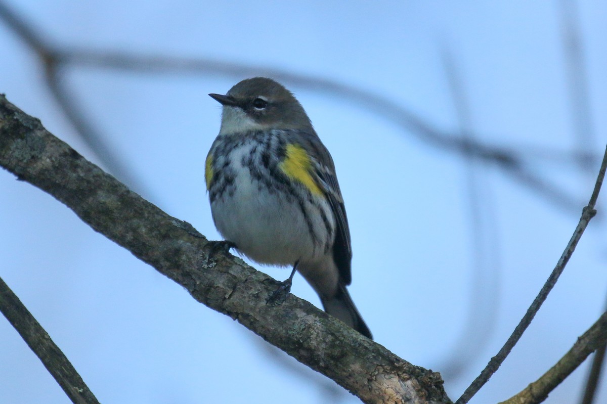 lesňáček žlutoskvrnný - ML644991949