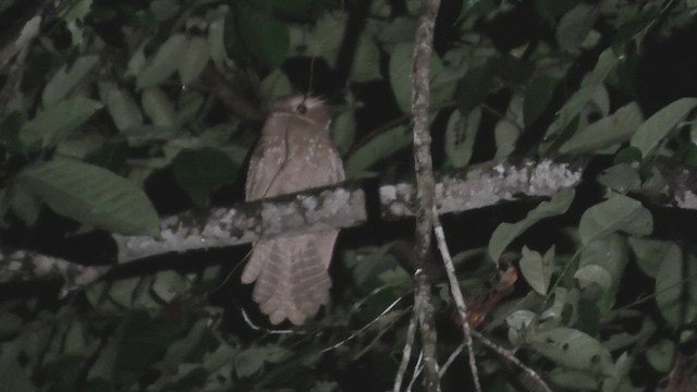 Büyük Kocaağız - ML644991951