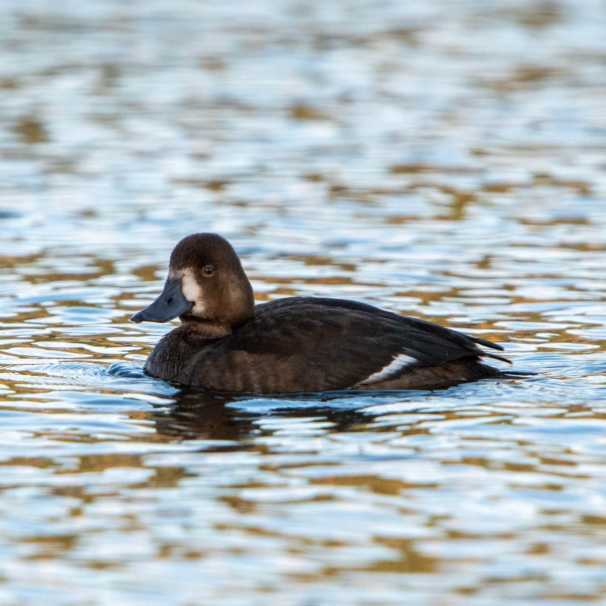 Lesser Scaup - ML644991952
