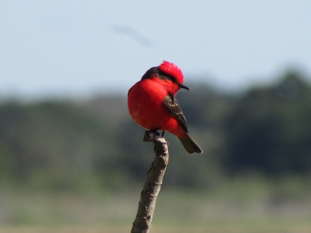 Vermilion Flycatcher - ML644991953