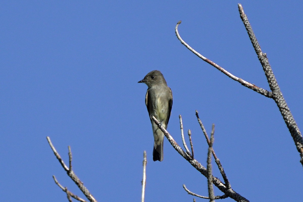 Western Wood-Pewee - ML644992001