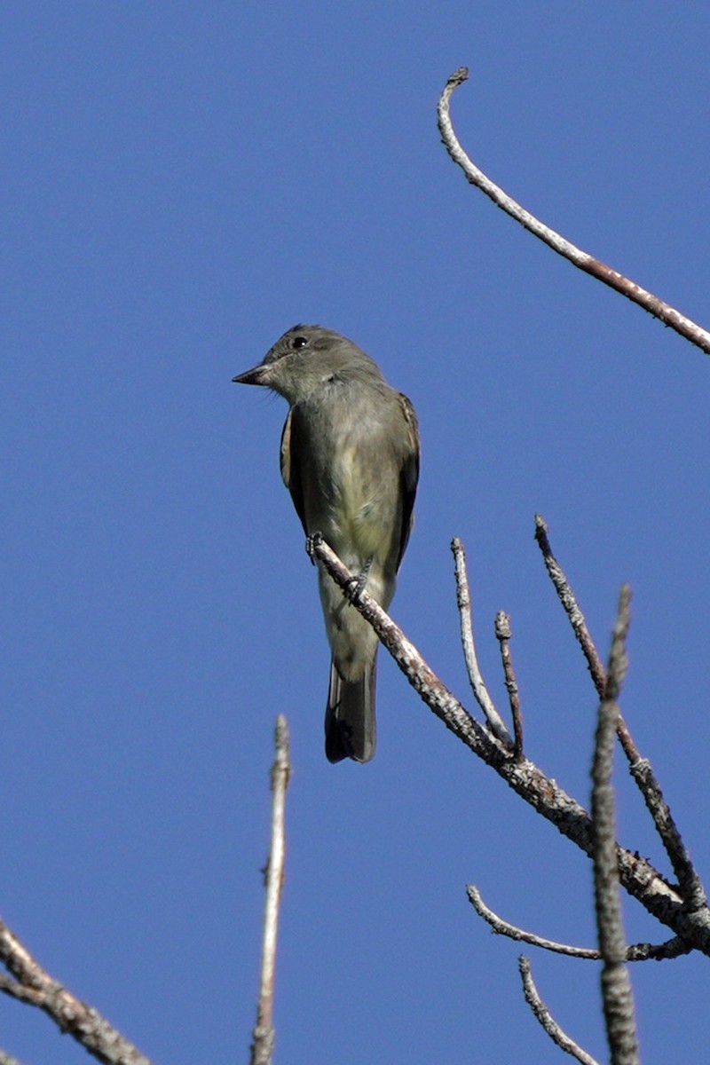 Western Wood-Pewee - ML644992002