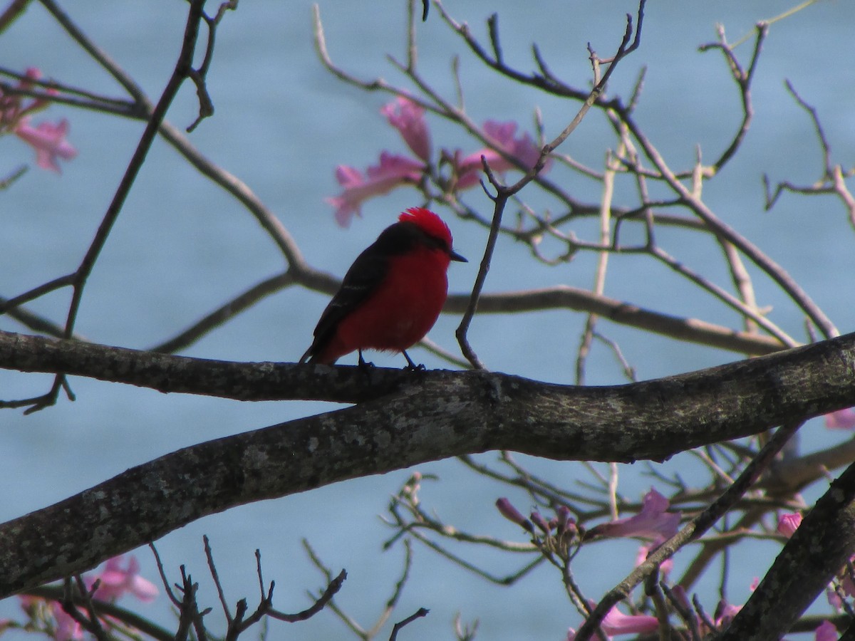 Vermilion Flycatcher - ML644992005