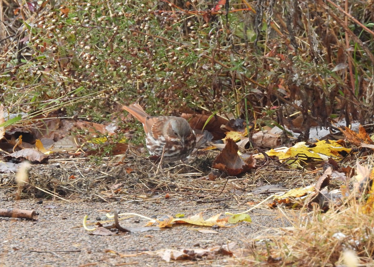 Fox Sparrow - ML644992009