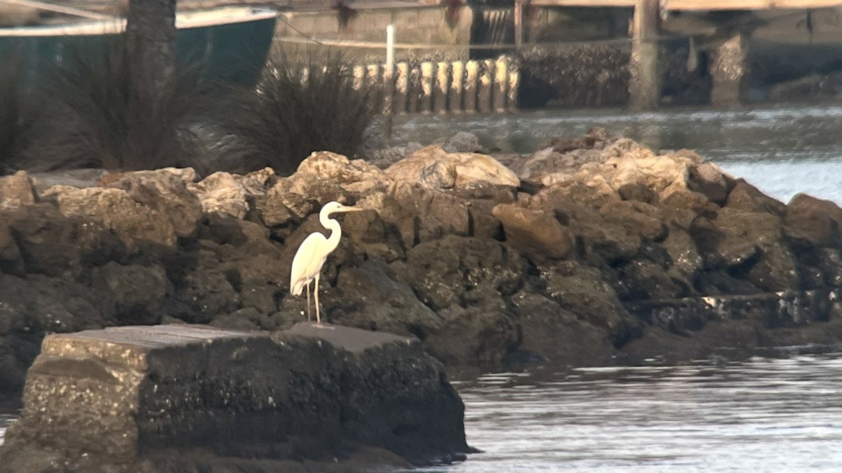 Great Blue Heron (Great White) - ML644992010
