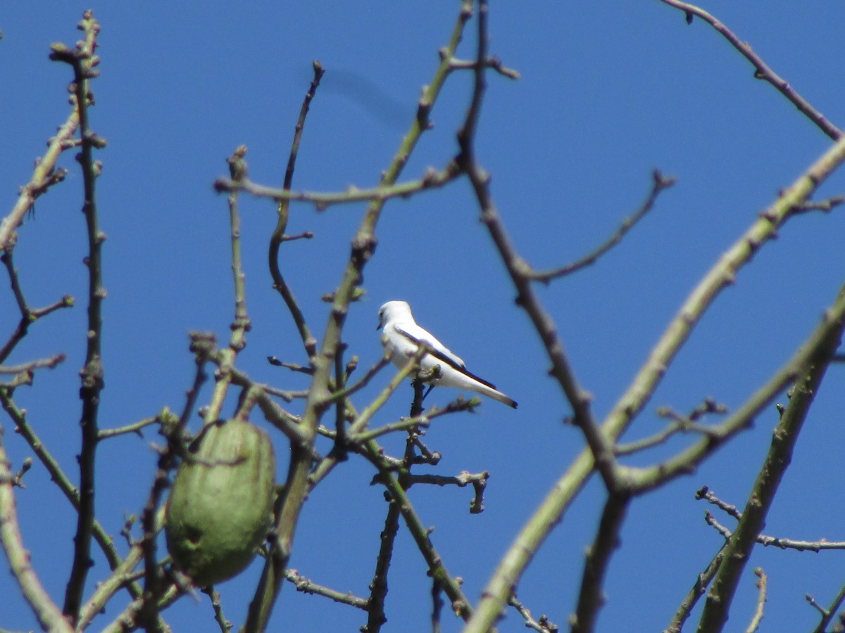 White Monjita - ML644992011