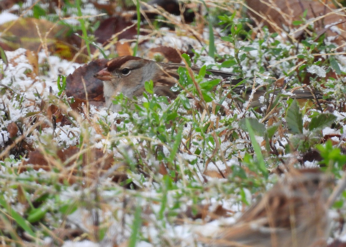 White-crowned Sparrow - ML644992012