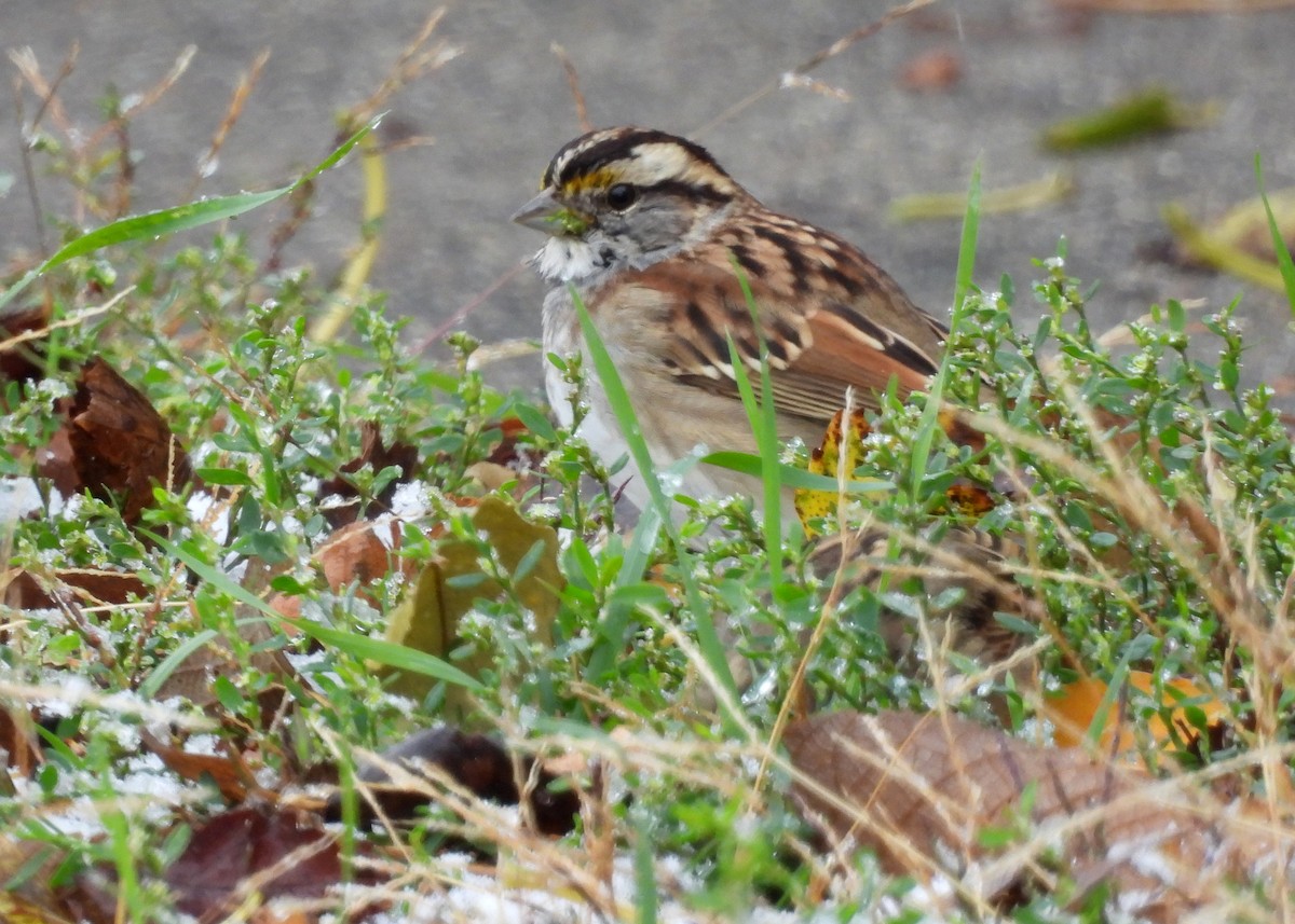 White-throated Sparrow - ML644992021