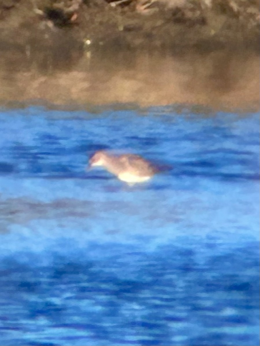 Дутыш - ML644992022