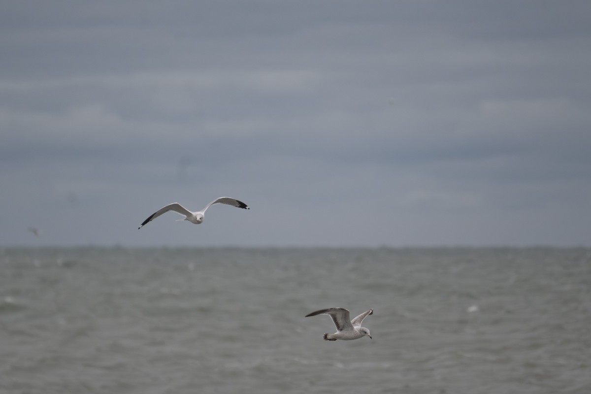 Larinae sp. - ML644992027