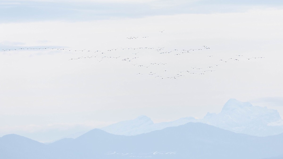 Хархираа тогоруу - ML644992028