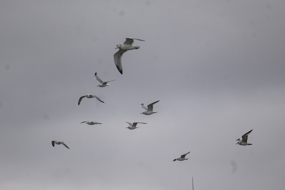 Larinae sp. - ML644992034