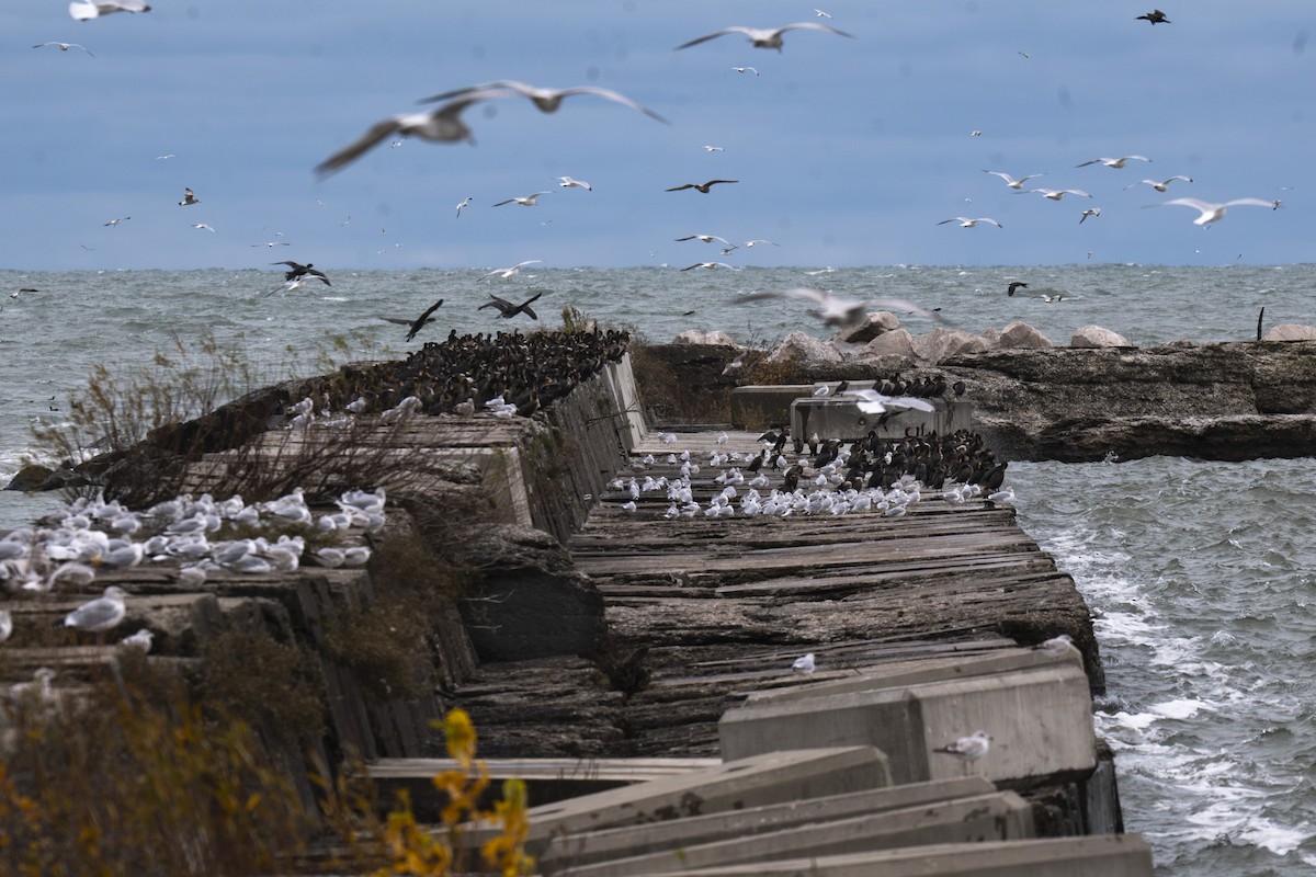 Larinae sp. - ML644992038