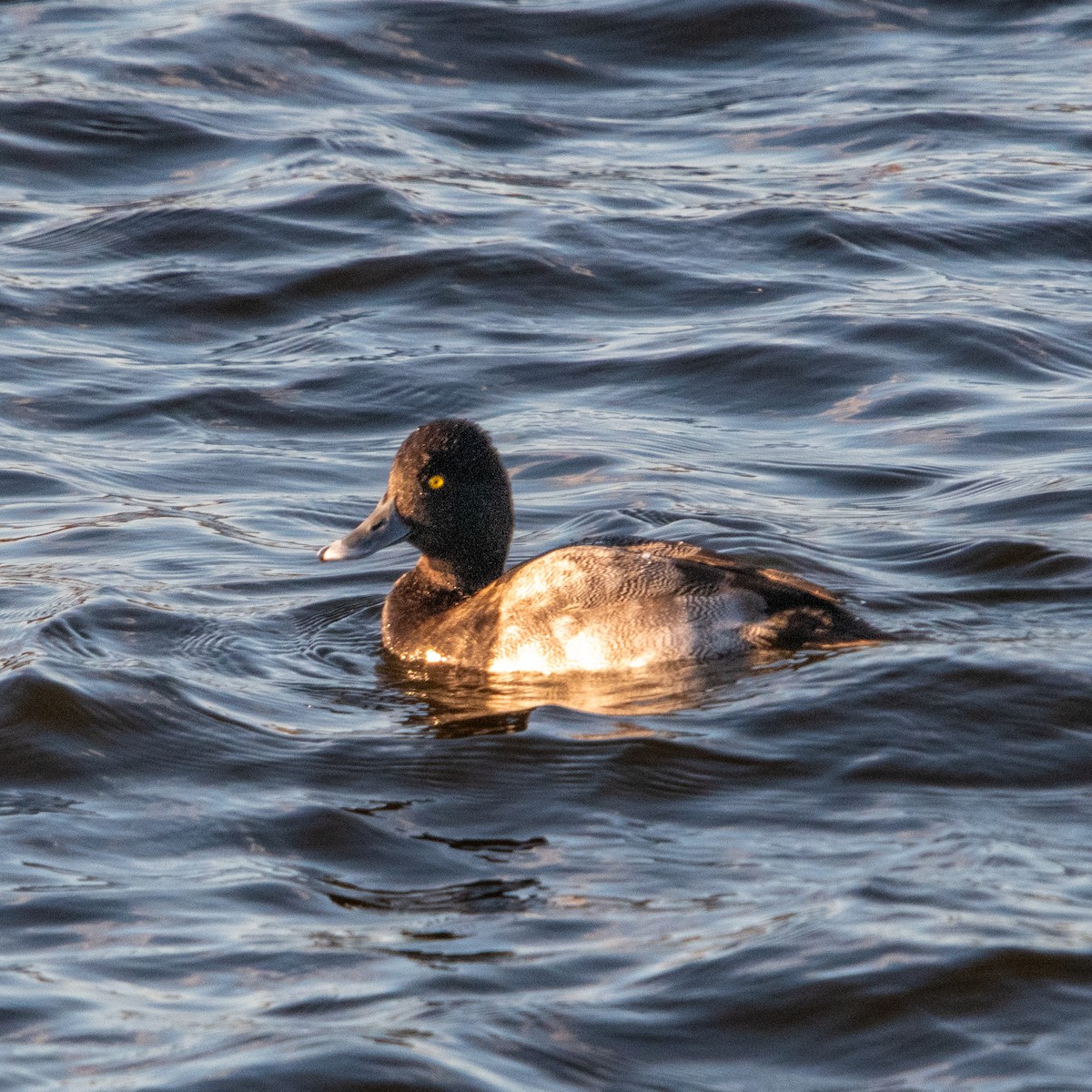 Lesser Scaup - ML644992048