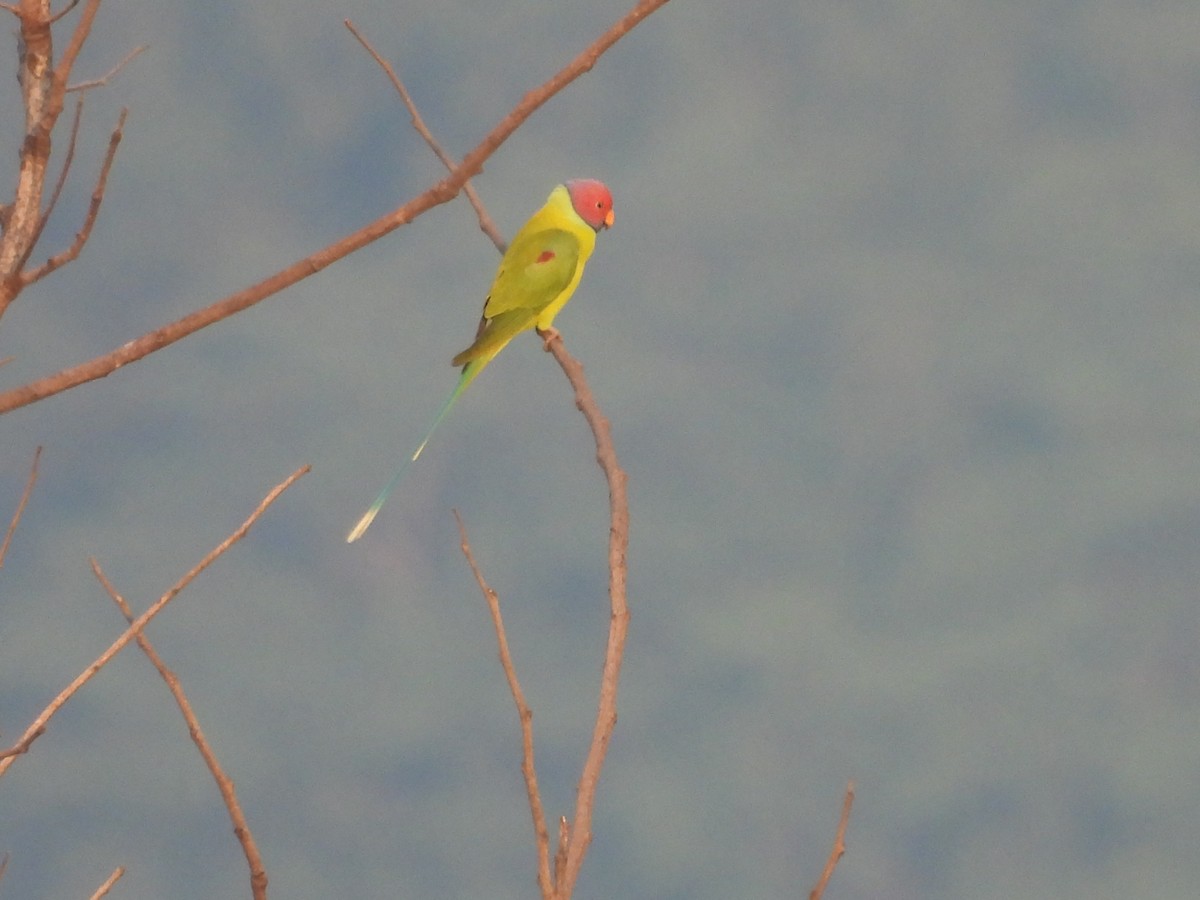 Plum-headed Parakeet - ML644992049
