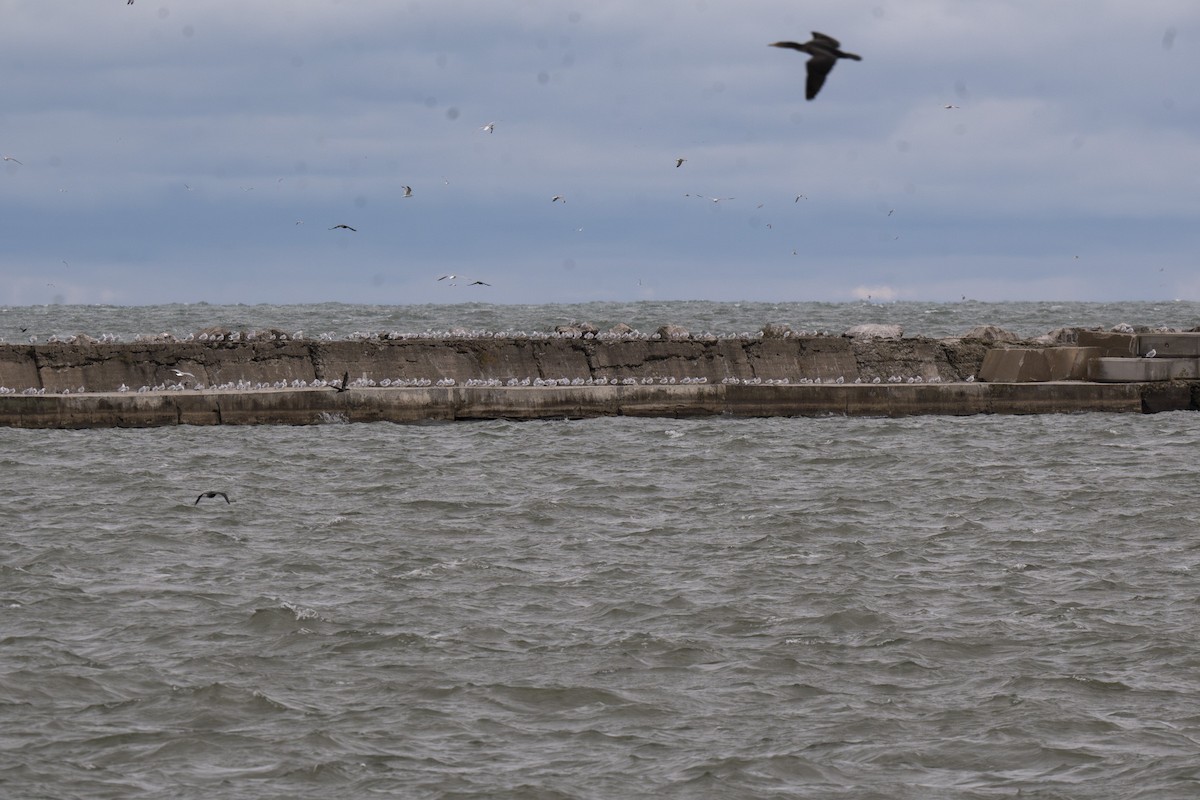 Larinae sp. - ML644992050