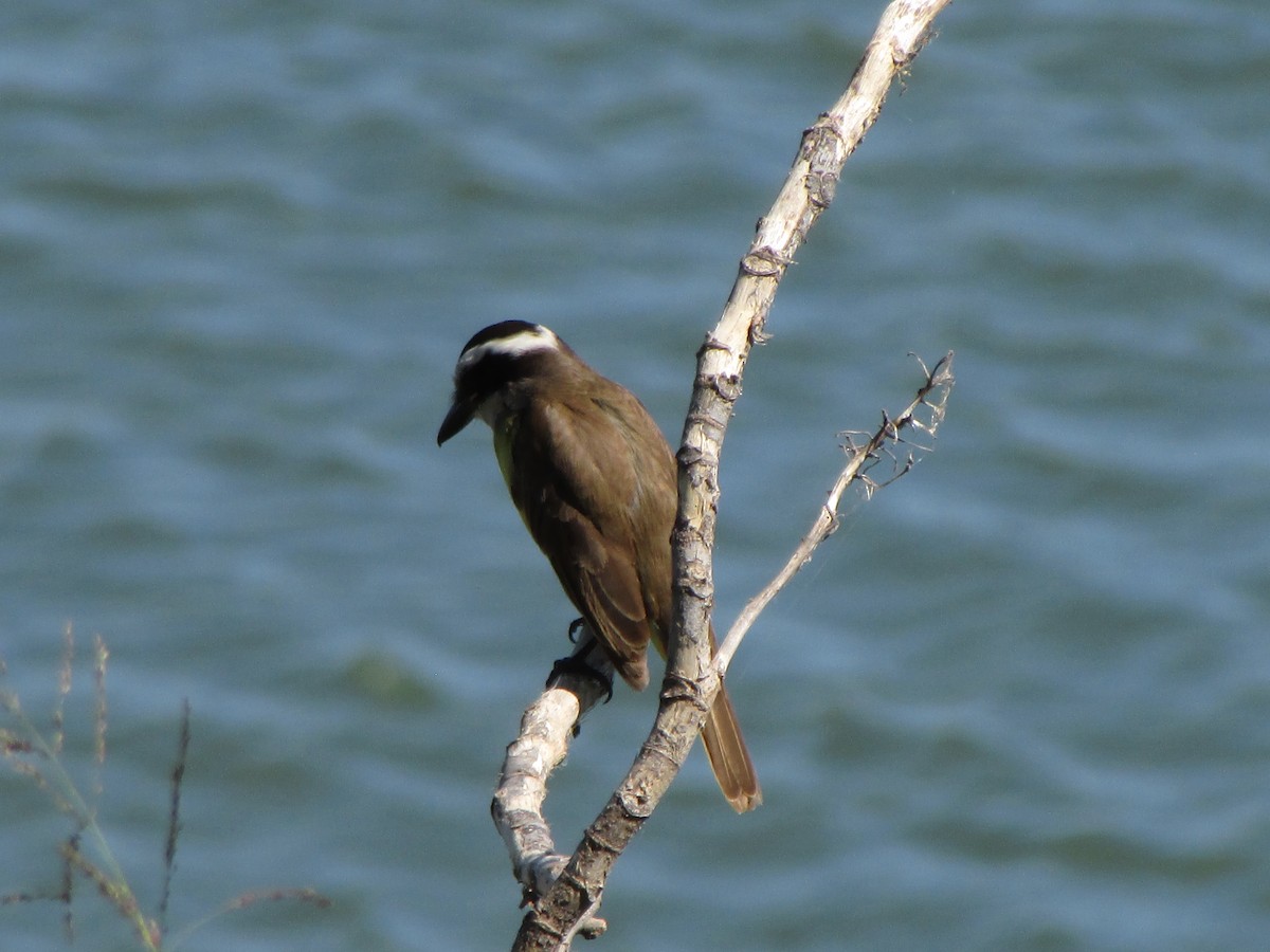 Great Kiskadee - ML644992059