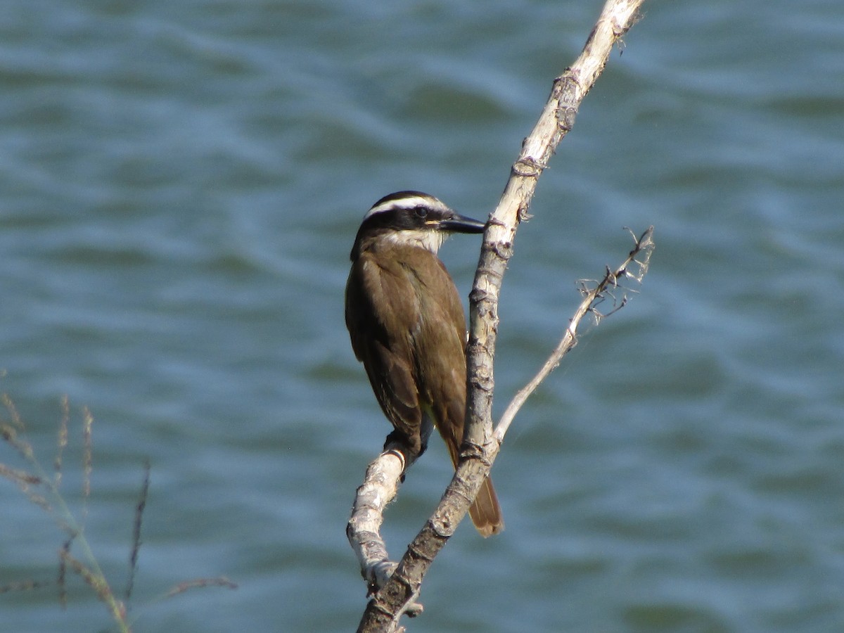 Great Kiskadee - ML644992060