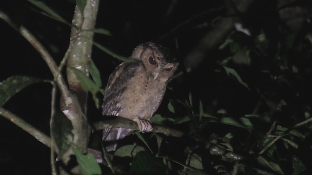 Çin İshakkuşu - ML644992070