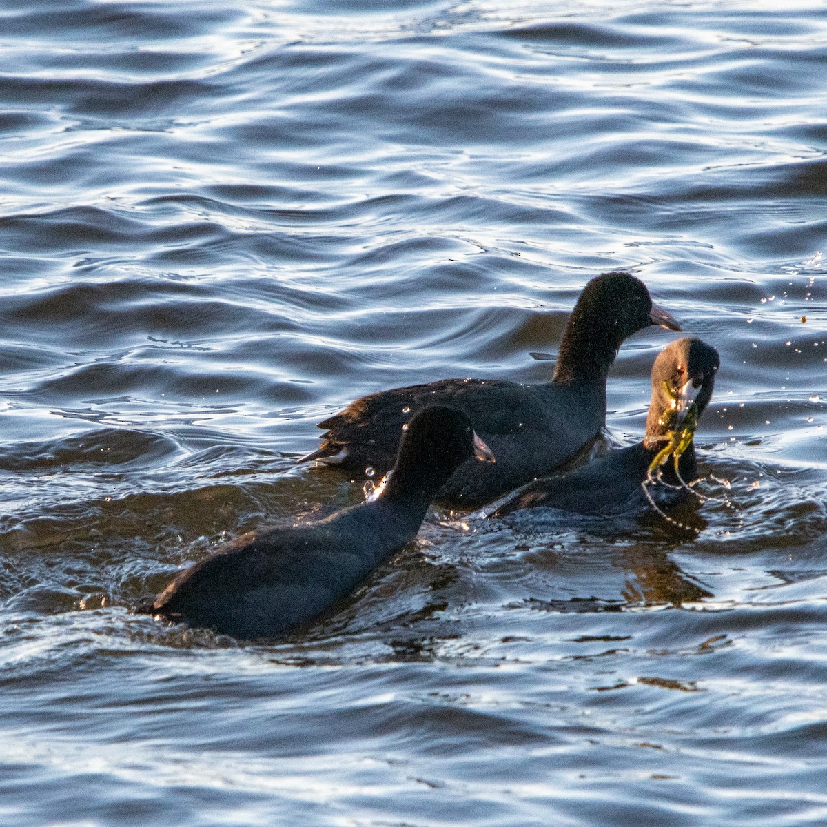 Focha Americana - ML644992073