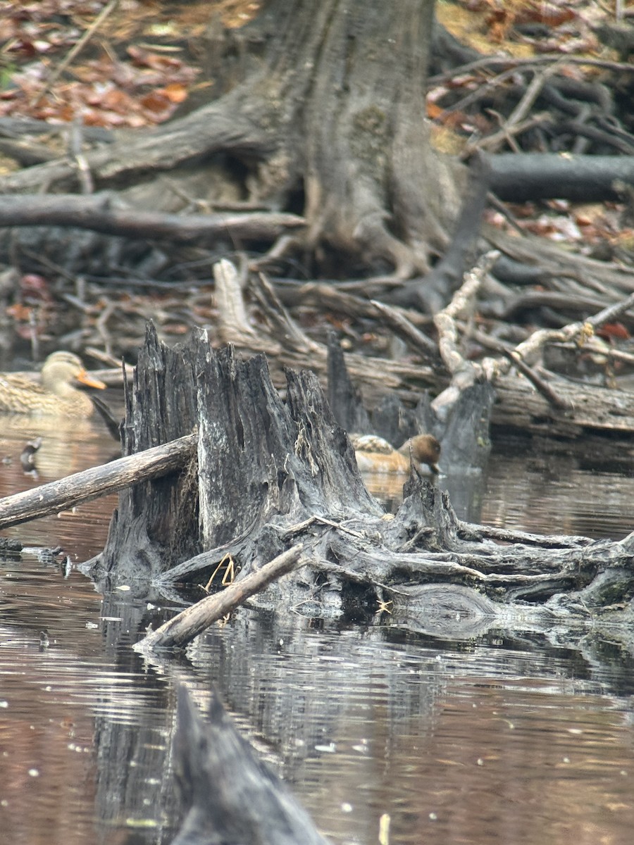 赤頸鴨 - ML644992076