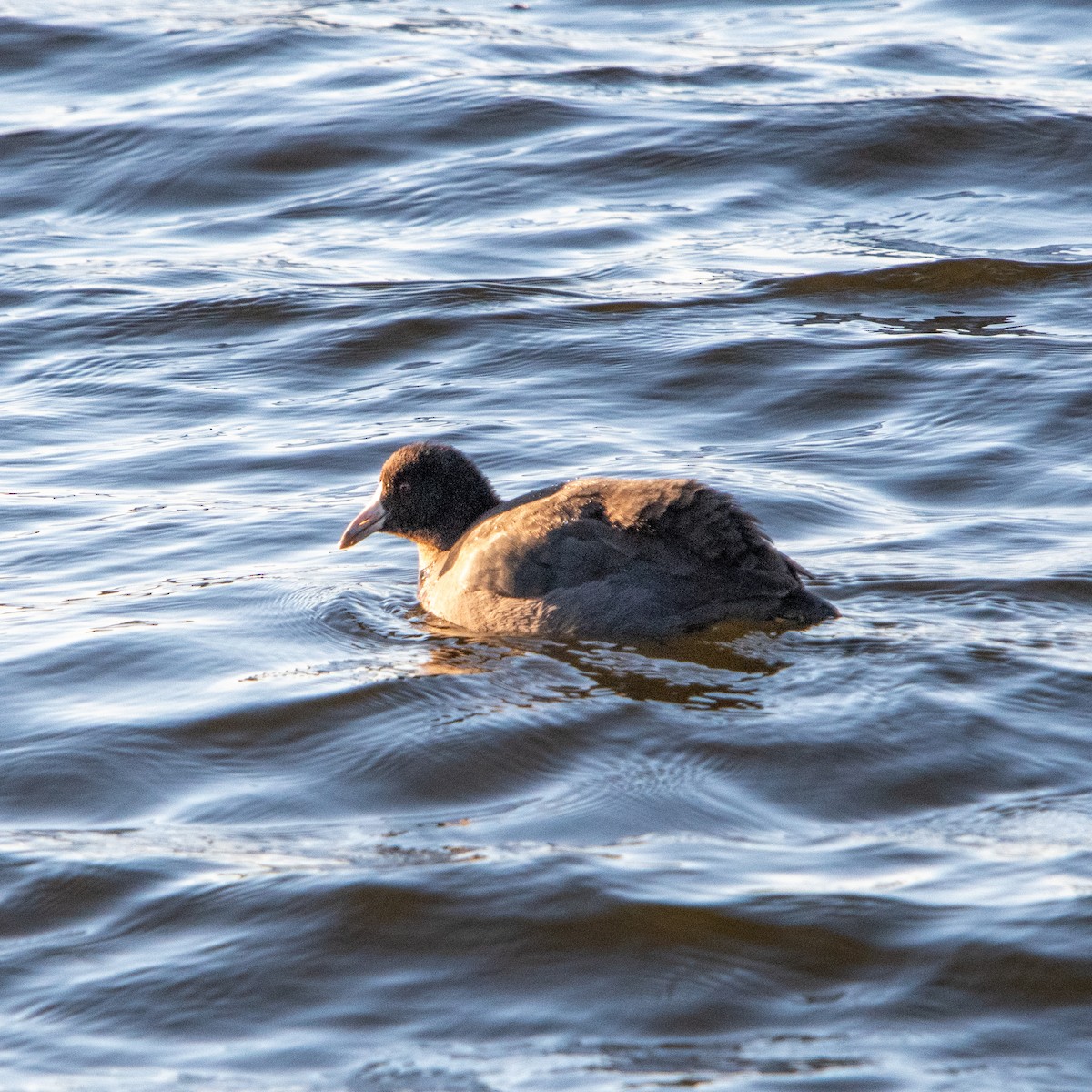 Focha Americana - ML644992081