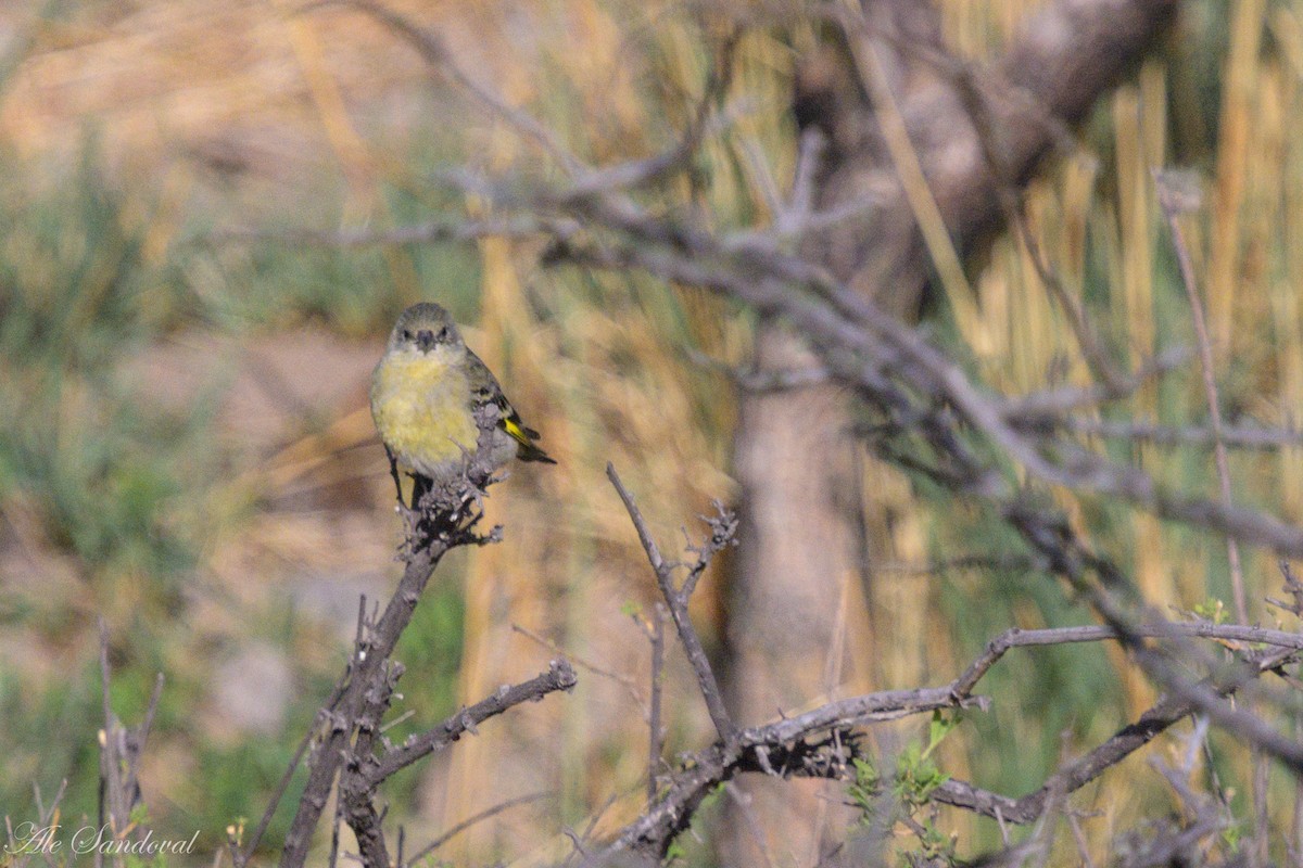 Hooded Siskin - ML644992083