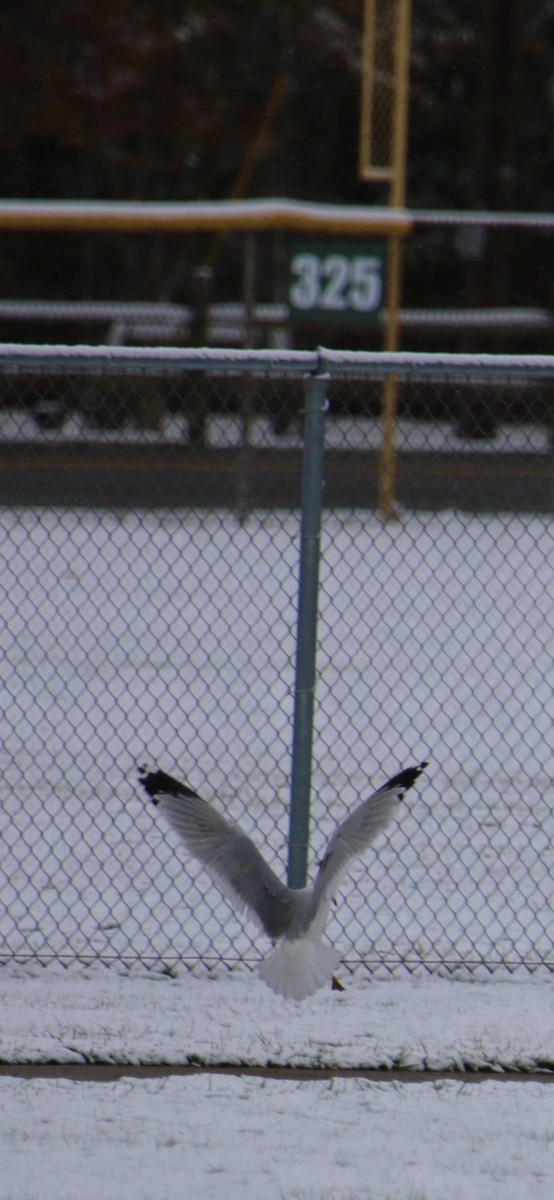 Ring-billed Gull - ML644992095