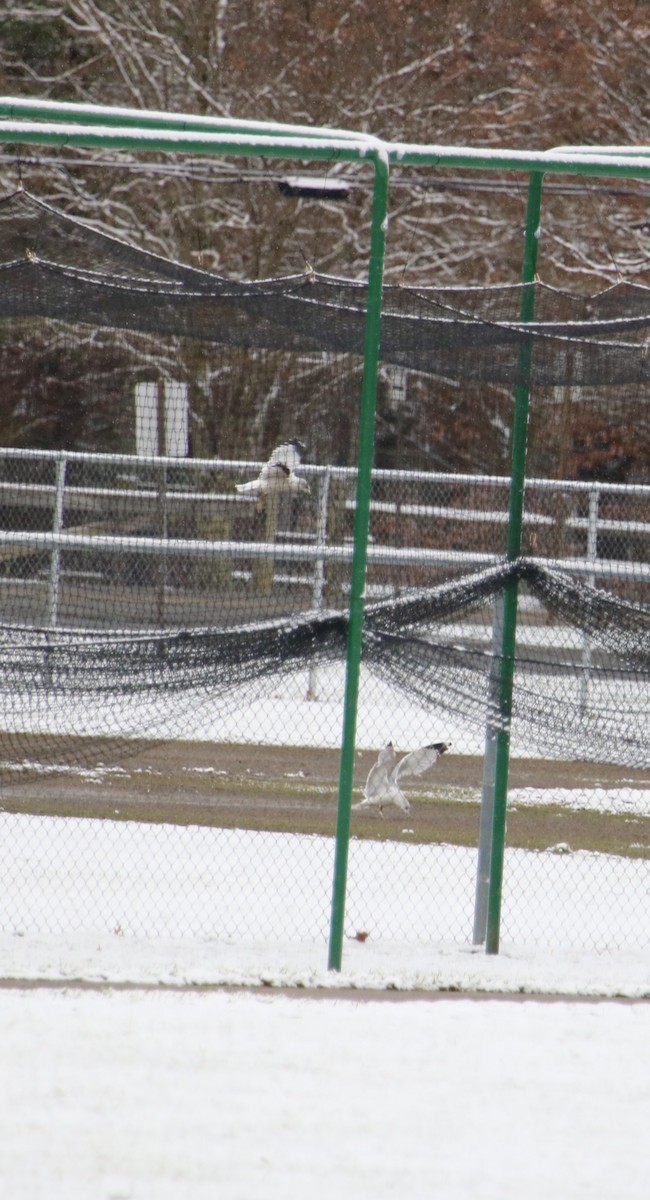 Ring-billed Gull - ML644992096