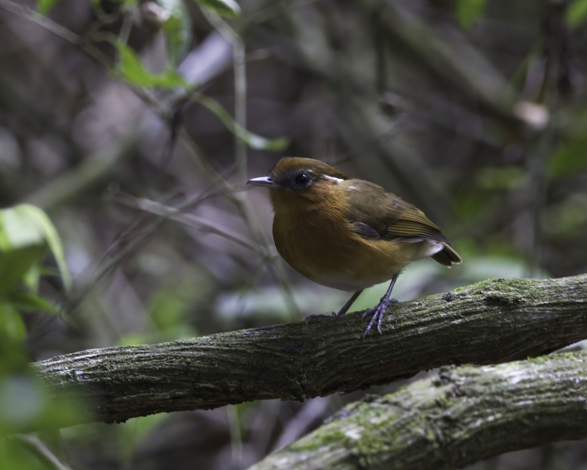 Ceara Gnateater - ML644992097