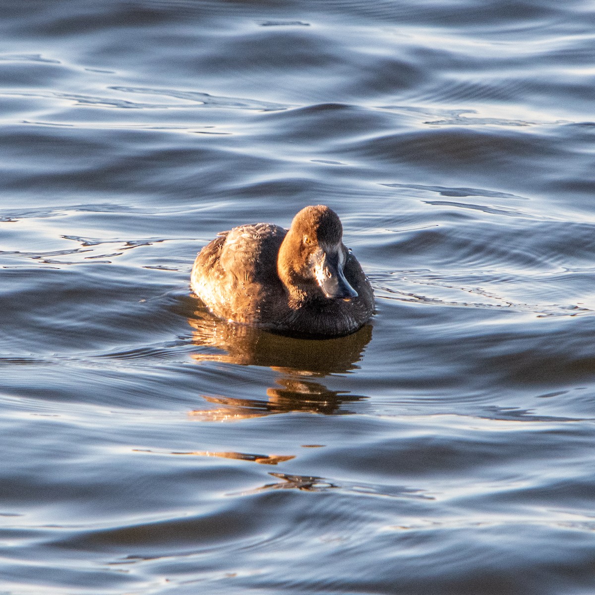 Lesser Scaup - ML644992099