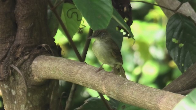 Boz Arapbülbülü - ML644992136