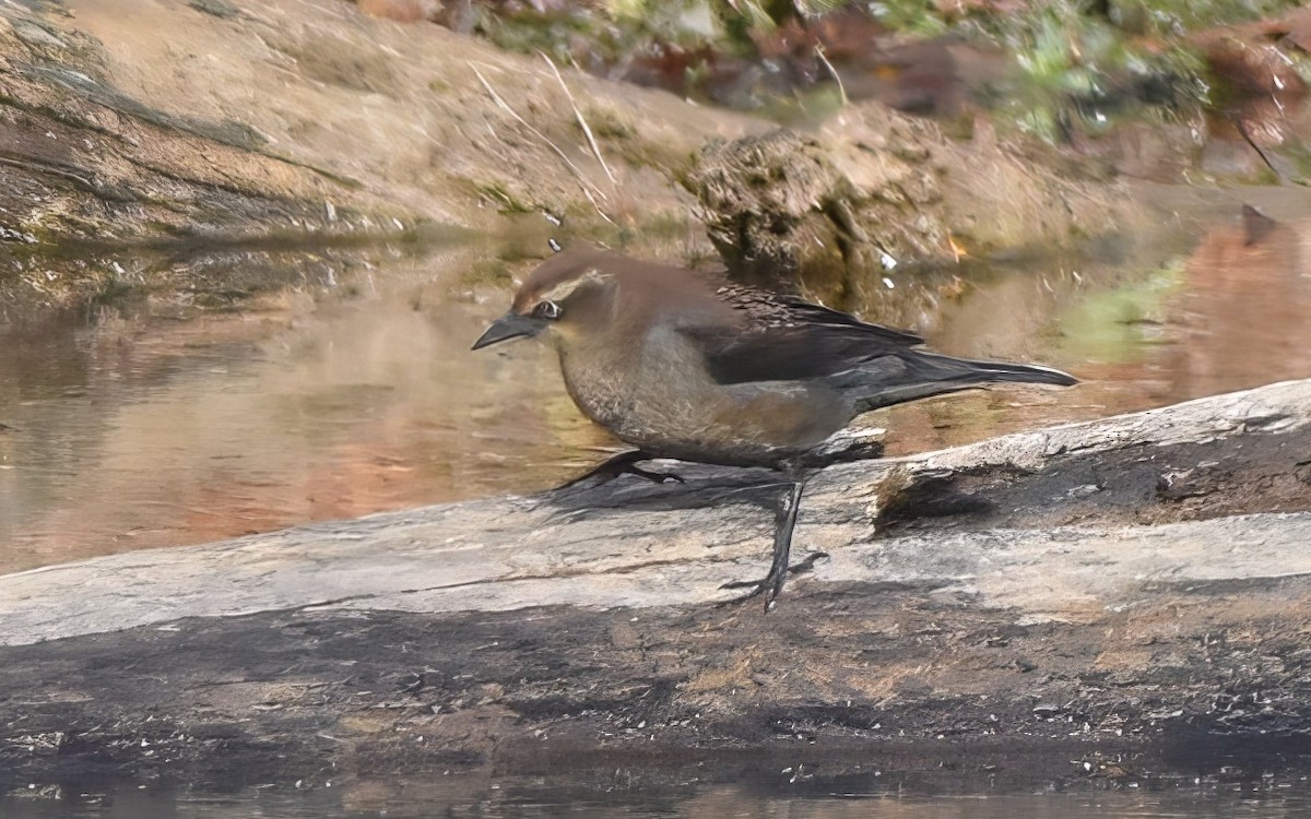 Rusty Blackbird - ML644992137