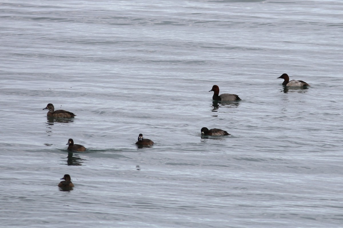 Murgilari bizkarzuria - ML644992141