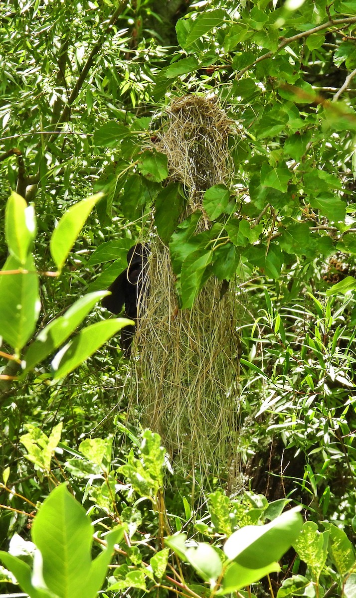 Solitary Black Cacique - ML644992165