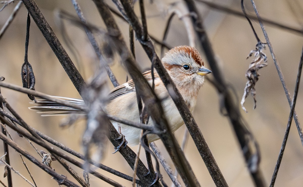 American Tree Sparrow - ML644992173