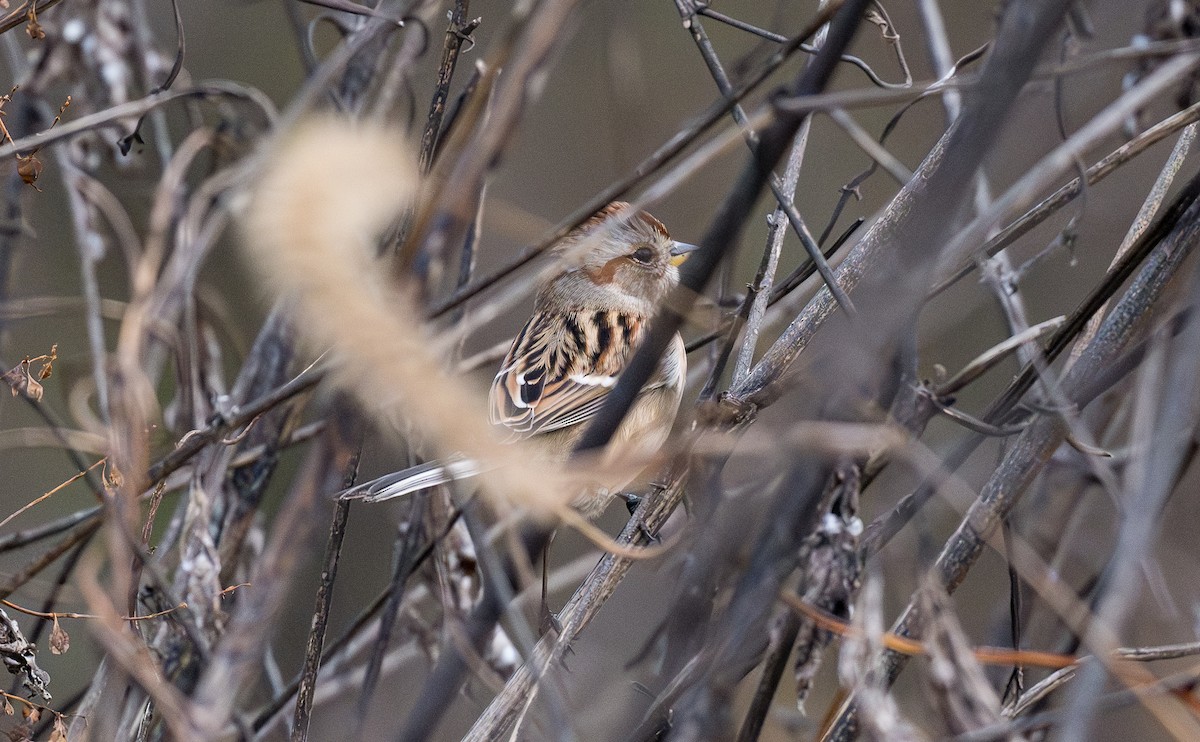 American Tree Sparrow - ML644992174
