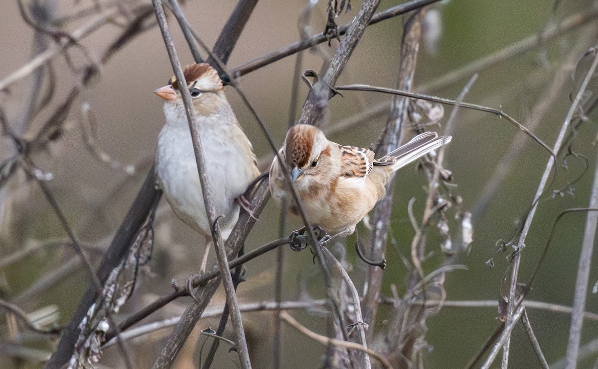 American Tree Sparrow - ML644992175