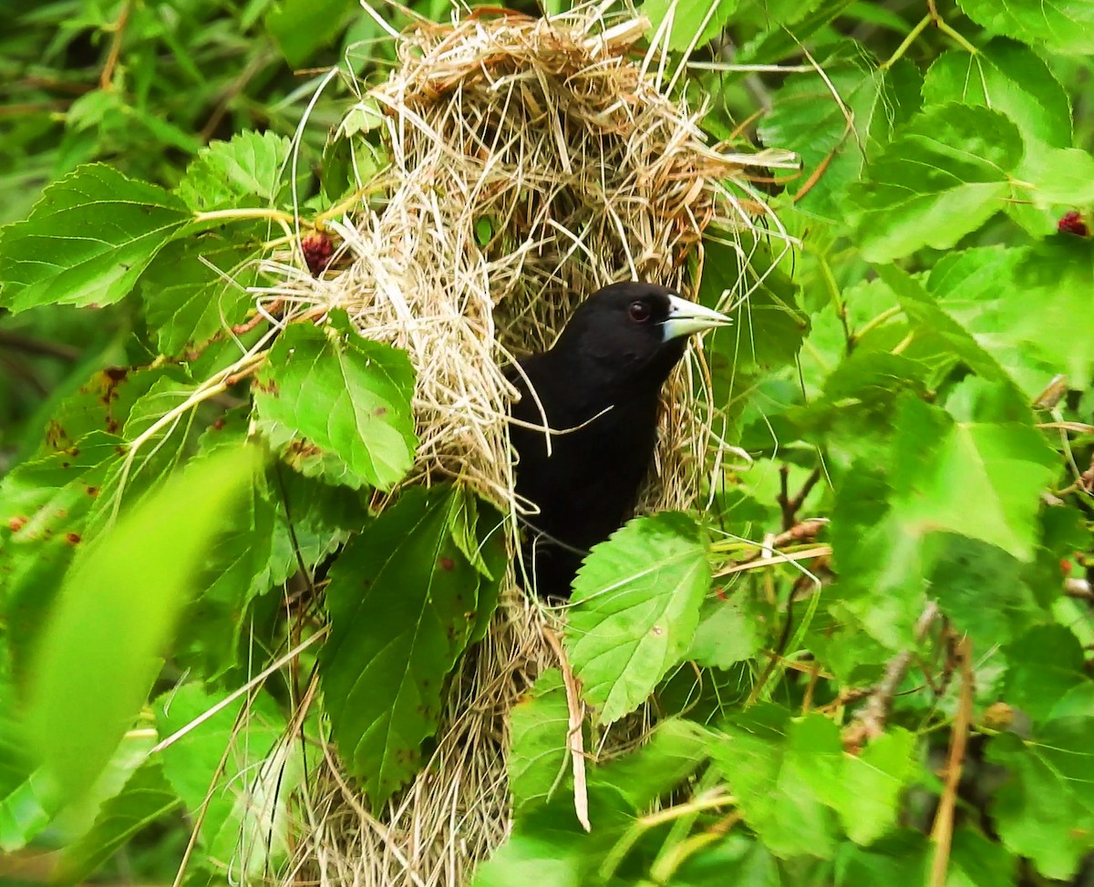 Solitary Black Cacique - ML644992181