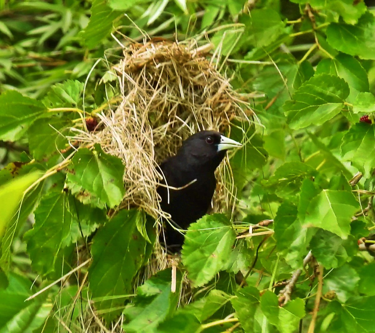 Solitary Black Cacique - ML644992189