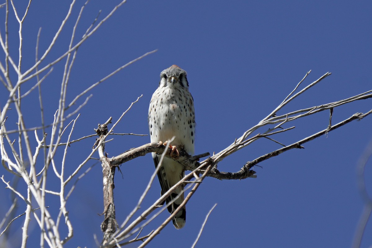 American Kestrel - ML644992192