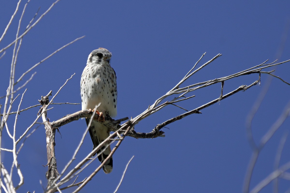 American Kestrel - ML644992193