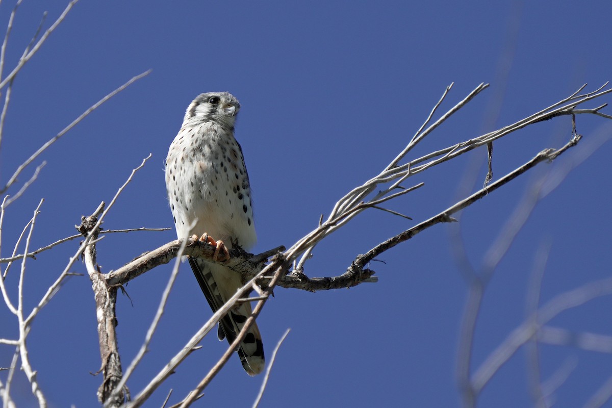 American Kestrel - ML644992194