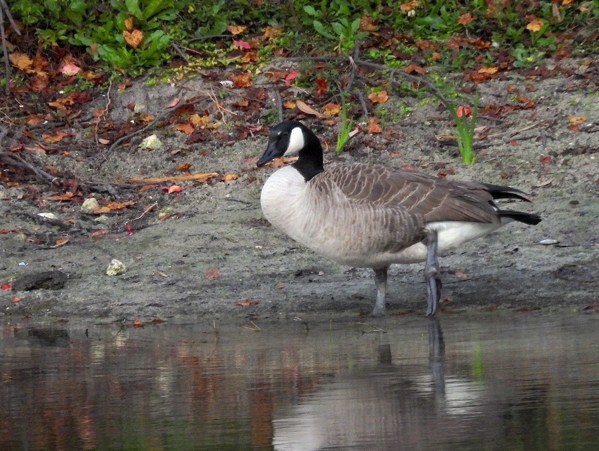 Barnacla Canadiense Grande - ML644992232