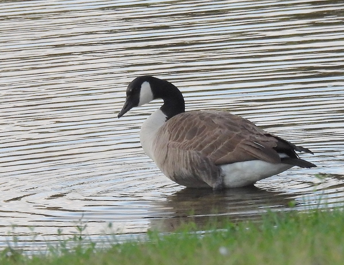 Barnacla Canadiense Grande - ML644992233