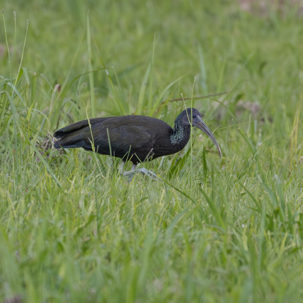 Green Ibis - ML644992245