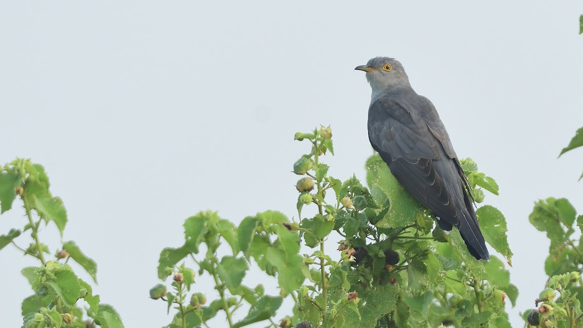 Эгэл хөхөө - ML644992246