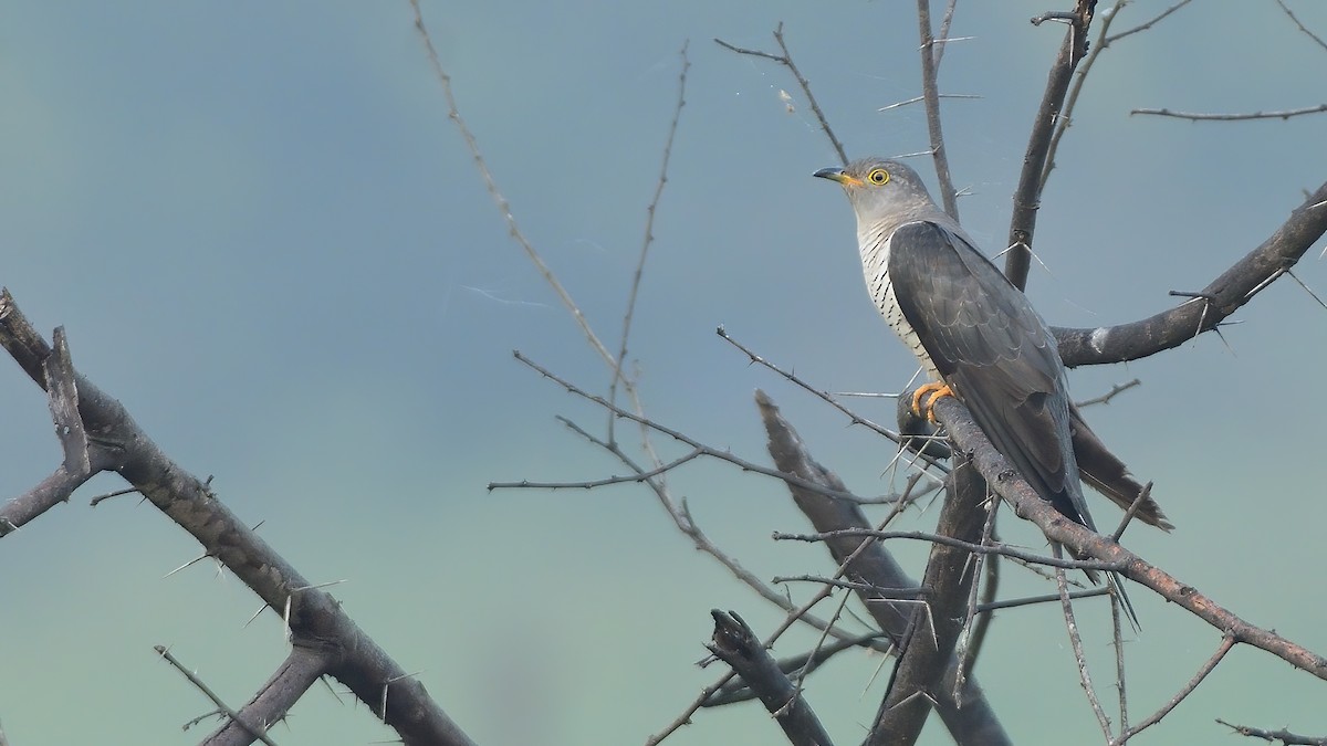 Эгэл хөхөө - ML644992247